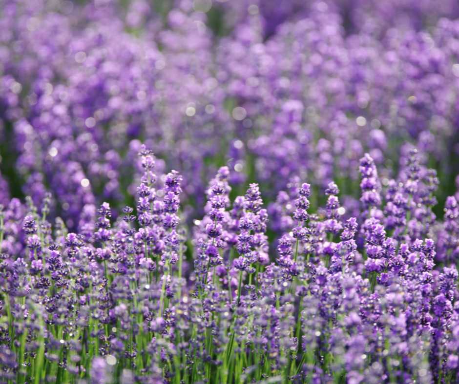 A field full of lavender, ready to be harvested to help during labour